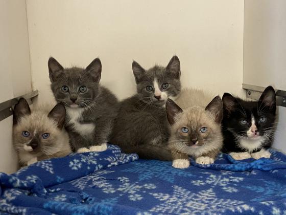 This litter of nursing kittens at the Elgin Animal Shelter will be available for adoption once they are weened. Photo by Lisa Carroll