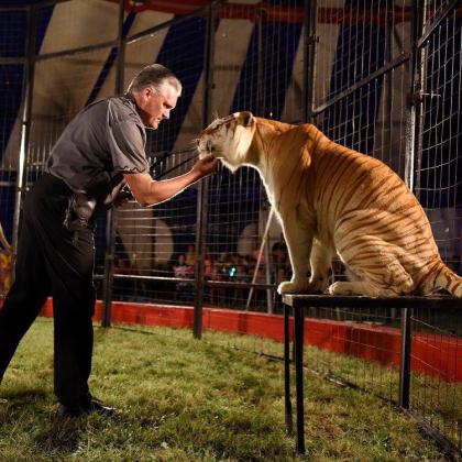 Tigers and lions are always a thrilling part of the circus, which will arrive in Fletcher on Oct. 2. Photo courtesy of Culpepper & Merriweather Circus