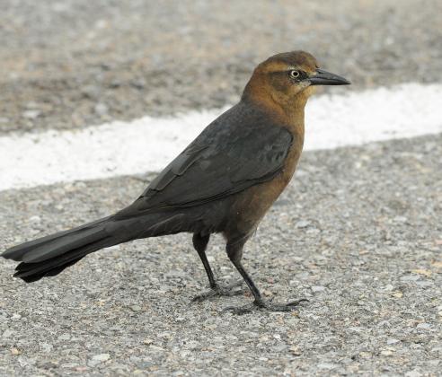 Randy Mitchell | Southwest Chronicle A female great-tailed grackle hangs out in a parking lot. Notice the golden-brown coloring. The female is also a bit smaller than the male, and has a shorter tail.