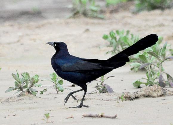 Randy Mitchell | Southwest Chronicle This photo of a male great-tailed grackle strolling on a beach is a good example of how this species received its common name.