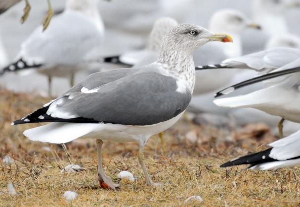 A lesser black-backed gull stands among a flock of ring-billed gulls. Note the dark back, dark eye patch and red spot on the lower mandible. This is an adult, but I believe it is a young adult — perhaps fourth winter — as it still has some dark coloring in the bill, and its legs are not fully yellow. The similar-looking herring gull is larger and has a paler back and pinkish legs. RANDY MITCHELL | SOUTHWEST CHRONICLE
