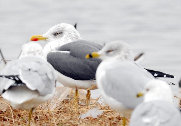 An adult lesser black-backed gull hangs out with some ring-billed gulls. Notice the dark gray back, red spot on the lower mandible and yellow legs. It is also noticeably larger than the ring-billed gulls. RANDY MITCHELL | SOUTHWEST CHRONICLE