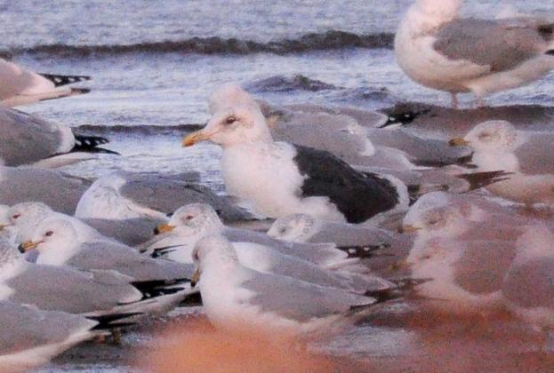A slaty-backed gull stands among many ring-billed gulls at Lake Hefner in Oklahoma City. The bird’s pink legs are not visible in this photo, but that is the best way to differentiate it from the lesser black-backed gull, which has yellow legs. The slaty-backed is an inhabitant of the coastlines of Northeast Asia but sometimes strays to North America during the winter.  RANDY MITCHELL | SOUTHWEST CHRONICLE
