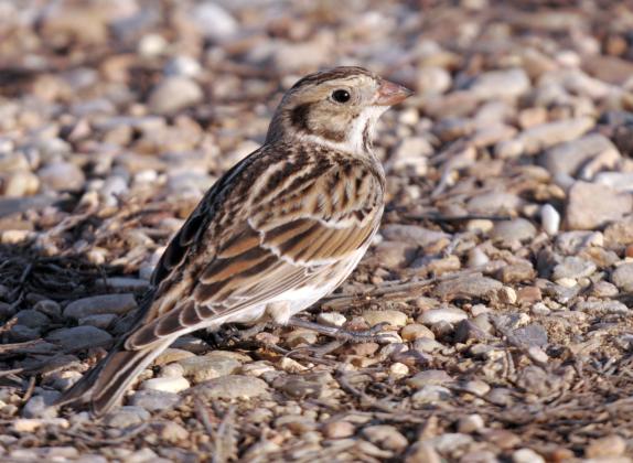 A Lapland longspur searches for seeds on the ground. Although it is sparrow like, note the dark line which outlines the ear. Also note the streaked flanks and black-tipped, dull orange bill. Additionally, if you look closely, you’ll see the long hind claw for which these birds received the name “longspurs.” RANDY MITCHELL | SOUTHWEST CHRONICLE