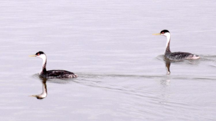 A pair of western grebes swims along at Lake Waurika recently. Note the long necks and long, pale-yellow bills. RANDY MITCHELL | SOUTHWEST CHRONICLE