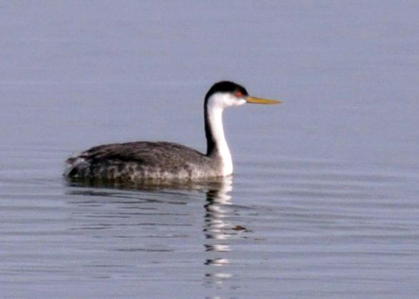 A western grebe floats along in the water. Note how the black cap reaches down below the eyes. RANDY MITCHELL | SOUTHWEST CHRONICLE