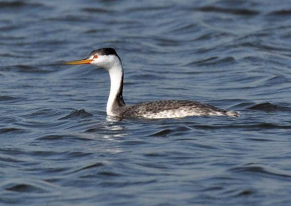 A Clark’s grebe in winter plumage floats along on the water. Note that the black cap does not reach the eyes like it does on the western grebe. RANDY MITCHELL | SOUTHWEST CHRONICLE