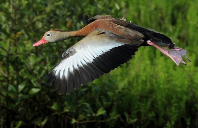 Photo by Randy Mitchell A black-bellied whistling duck flies over a marsh. Note the strong black and white coloring on its wings.