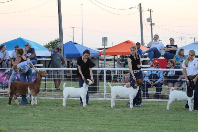 Youths show off their goats during the 2021 Fletcher Free Fair. Antique ranching and farm equipment, baked goods, horticulture and floral arrangements, live music and more bring between 1,500 and 2,000 visitors to the Fletcher Fairgrounds. Photos courtesy of Kashen Urban