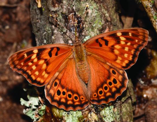 Photo by Randy Mitchell A tawny emperor butterfly perches on a branch. Note the various shades of orange, along with the two black bars at the front of each forewing. This aids in distinguishing this butterfly from the closely related hackberry emperor.
