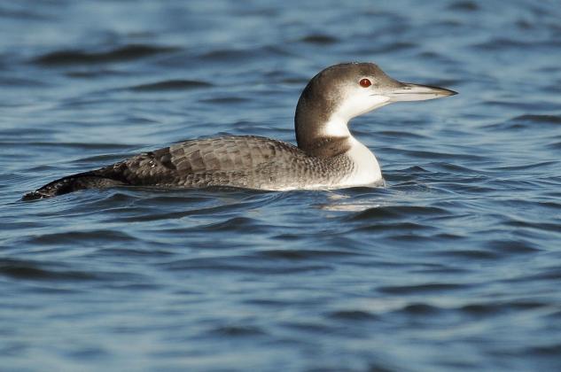 A common loon floats along the surface of an Oklahoma lake in winter. This shot really shows the winter plumage of these birds. The back is gray in color, and the neck, which is black in summer, is dark gray with a white throat. The beak is also drabber in the winter. Also, take note of the red eyes of this bird. The red coloring is even more brilliant in the summer. PHOTO BY RANDY MITCHELL