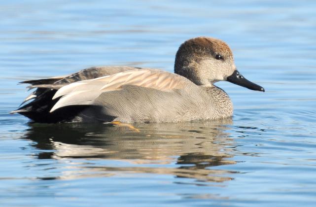 A male gadwall floats along in a lake. Take note of the overall brown coloring, black bill and black rump patch. PHOTO BY RANDY MITCHELL