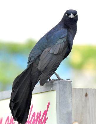 Randy Mitchell | Southwest Chronicle Above, A male great-tailed grackle perches on a sign. Notice the elongated tail and iridescent purple and black coloring.