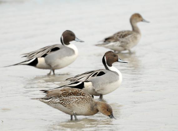 Male and female northern pintails walk along in shallow water and skim for food. Take note of the males’ chocolate brown heads and long tails. Females are mottled with various shades of brown. RANDY MITCHELL | SOUTHWEST CHRONICLE