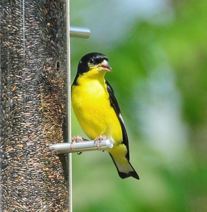 A male lesser goldfinch consumes Nyjer seed from a feeder. Note the black coloring on the back and head. The black fades in winter, but the male often keeps a black cap. Also note the notched tail. RANDY MITCHELL | SOUTHWEST CHRONICLE