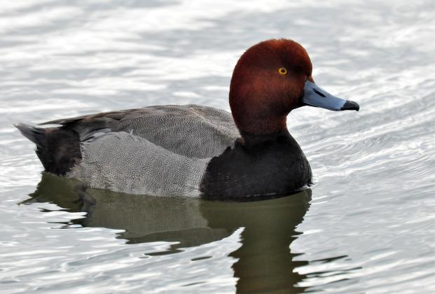 A male redhead swims along in a lake. Note the steeply sloped forehead and bluish-gray bill. That is a sure way to distinguish a redhead from a canvasback. RANDY MITCHELL | SOUTHWEST CHRONICLE