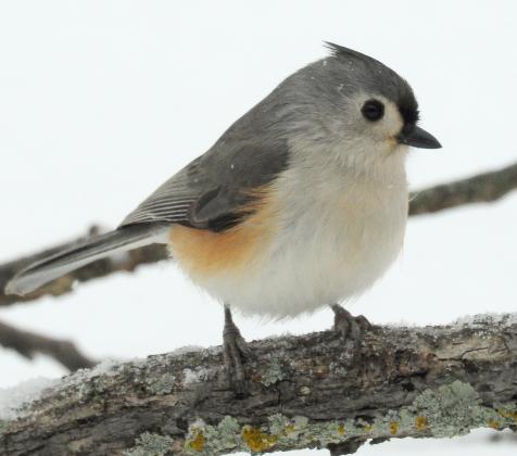 A tufted titmouse clings to a branch on a snowy day. Take note of the amber coloring on its flanks, black eyes and beak. Also note the black forehead and gray crest, which is down because the bird was not alarmed. RANDY MITCHELL | SOUTHWEST CHRONICLE
