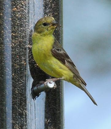 A female lesser goldfinch consumes Nyjer seed from a feeder. Note the overall yellow coloring and dark wings. RANDY MITCHELL | SOUTHWEST CHRONICLE