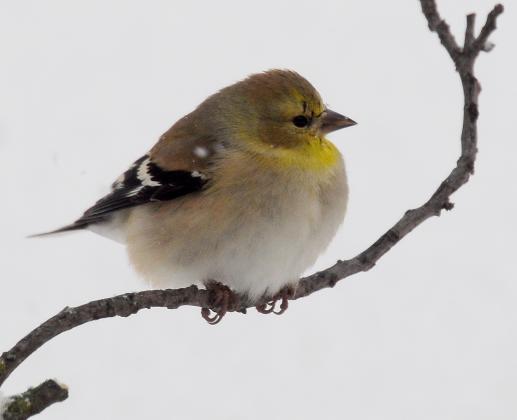 An American goldfinch in nonbreeding plumage (winter) perches on a tree branch. Note the black wings and strong, white wingbars. While the wingbars are usually white, they can sometimes be yellowish or brownish. Lesser goldfinches lack the strong, white wingbars. Also of note, most American goldfinches in winter visiting southwest Oklahoma will resemble this individual. RANDY MITCHELL | SOUTHWEST CHRONICLE