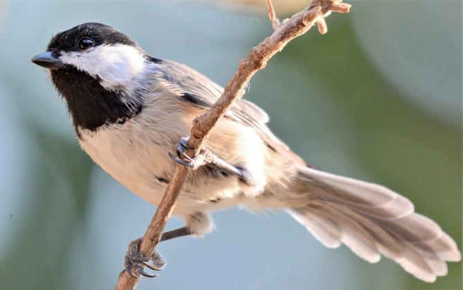 A Carolina chickadee perches on a tree branch. I believe this was a young bird, due to its scruffy appearance. Adults usually have a smooth appearance. RANDY MITCHELL | SOUTHWEST CHRONICLE
