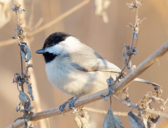 A Carolina chickadee perches on the branch of a plant in winter. Take note of the black cap and throat, along with the bright white cheeks. RANDY MITCHELL | SOUTHWEST CHRONICLE