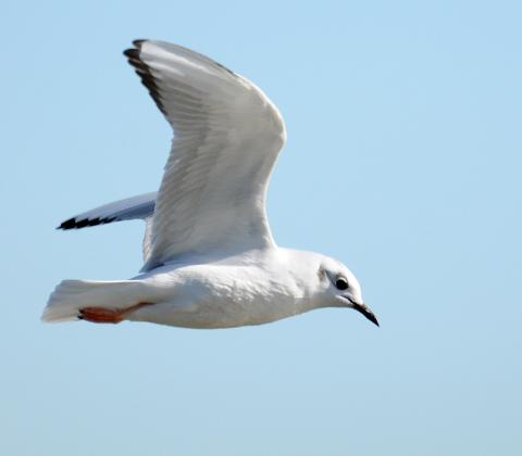 A non-breeding Bonaparte’s gull flies over open water. Take note of its pinkish legs, light coloring under its wings and the black-tipped primary feathers. RANDY MITCHELL | SOUTHWEST CHRONICLE