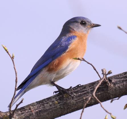 A male eastern bluebird perches on a tree branch. Note the brilliant royal blue above and chestnut throat, chest and flanks. RANDY MITCHELL | SOUTHWEST CHRONICLE