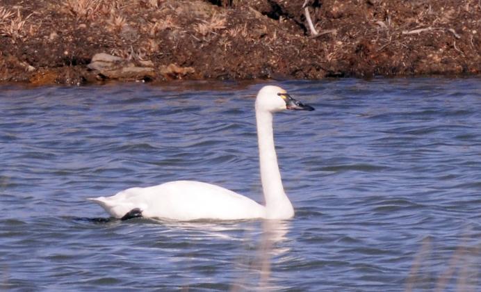 A tundra swan swims along in a small lake. Note the yellow patch at the base of the bill near the eye. This feature helps distinguish the tundra swan from the similar-looking trumpeter swan. RANDY MITCHELL | SOUTHWEST CHRONICLE