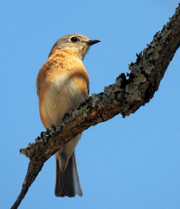An immature eastern bluebird, above, perches on a tree branch while watching its father hunt for insects. Bluebird parents continue to feed their young until the young are capable of feeding themselves. RANDY MITCHELL | SOUTHWEST CHRONICLE