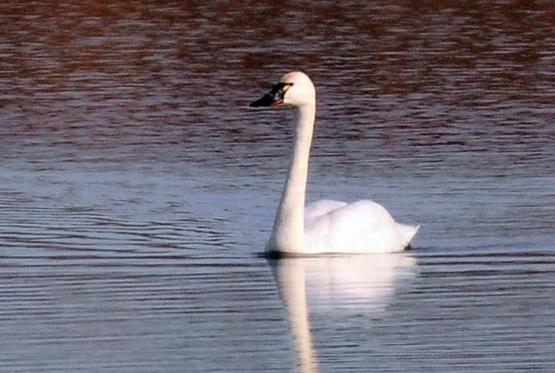 Five tundra swans, four adults and one older juvenile, right, swim along in a large pond. Although I recently observed an individual bird, these birds generally stay in flocks such as this in winter. RANDY MITCHELL | SOUTHWEST CHRONICLE