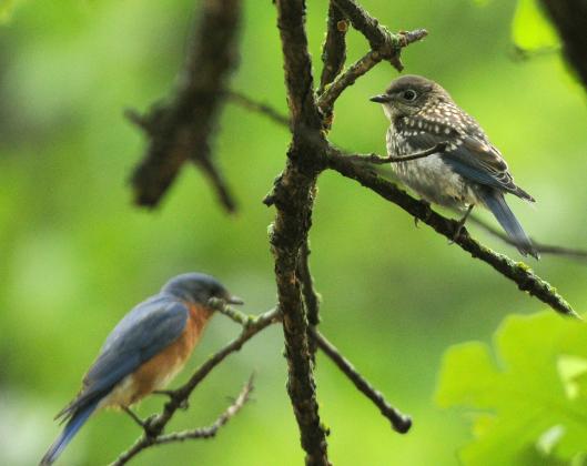 A female eastern bluebird perches on a tree branch. Note the gray head and more subdued chestnut throat, breast and flanks. RANDY MITCHELL | SOUTHWEST CHRONICLE