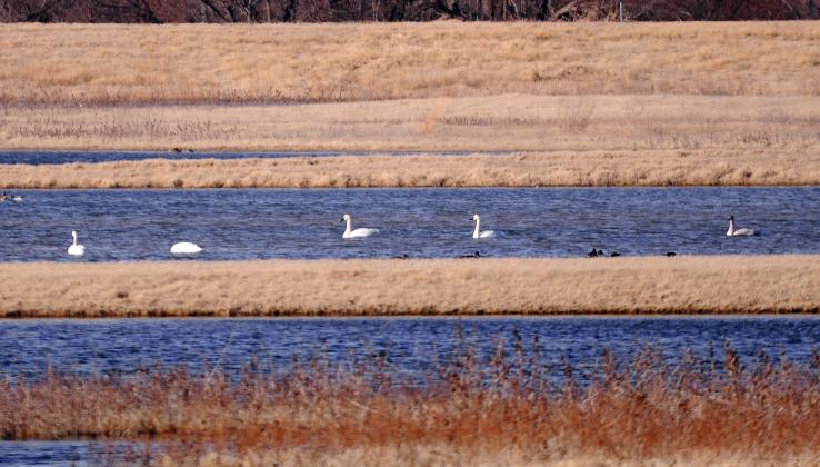 A tundra swan swims along in a small lake. Note the black legs and bill, which gently slopes away from the face. RANDY MITCHELL | SOUTHWEST CHRONICLE