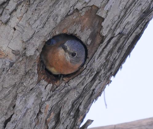 A male eastern bluebird peers out of a nesting hole. Bluebirds most often nest in vacant tree cavities created by woodpeckers. RANDY MITCHELL | SOUTHWEST CHRONICLE 