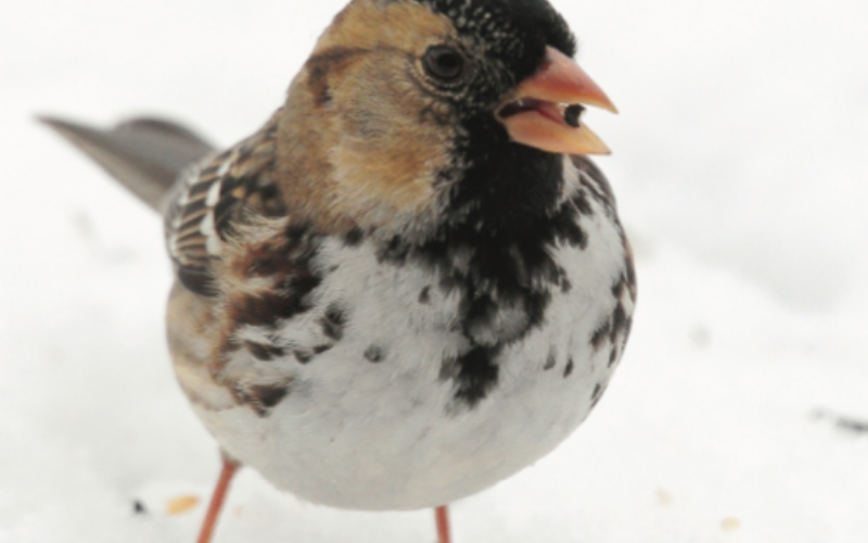 A winter adult Harris’s eats seed in the snow. Notice that the black coloring on its head, neck and chest is slightly faded. This occurs after the breeding season. When breeding season arrives, these areas will become even darker, almost as if the birds dip their faces in black ink.