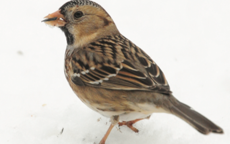 A young Harris’s sparrow cracks open black oil sunflower seed. I believe this was a first winter bird as it has only limited black coloring on its neck, face and crown, which is typical of immature Harris’s sparrows. It is possible that this was a female, as, when not breeding, females often have less black on the faces than males.