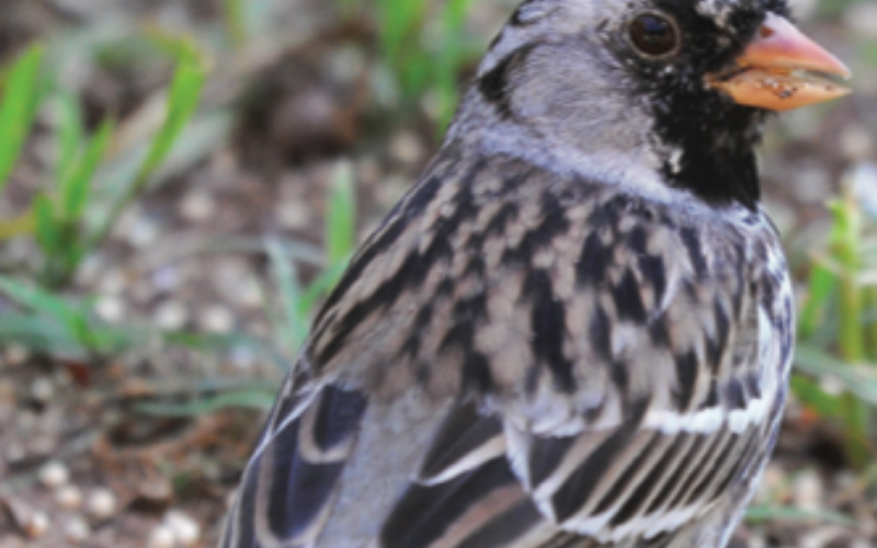 A Harris’s sparrow consumes seed at a feeding station. I took this photo at the end of April, so this bird is getting its breeding plum- age. Note that the black on the face, neck and crown are darker than the winter male in the first photo.