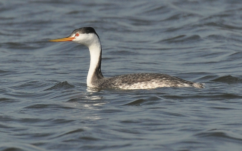 A Clark’s grebe floats along on Lake Hefner Oct. 7 in Oklahoma City. Note the white plumage along the neck and face, and how the red eye is surrounded by white. On a western grebe, the black col- oring of the cap extends down below the eye. Also, Clark’s grebes have more whitish coloring on the sides of the body than do western grebes.