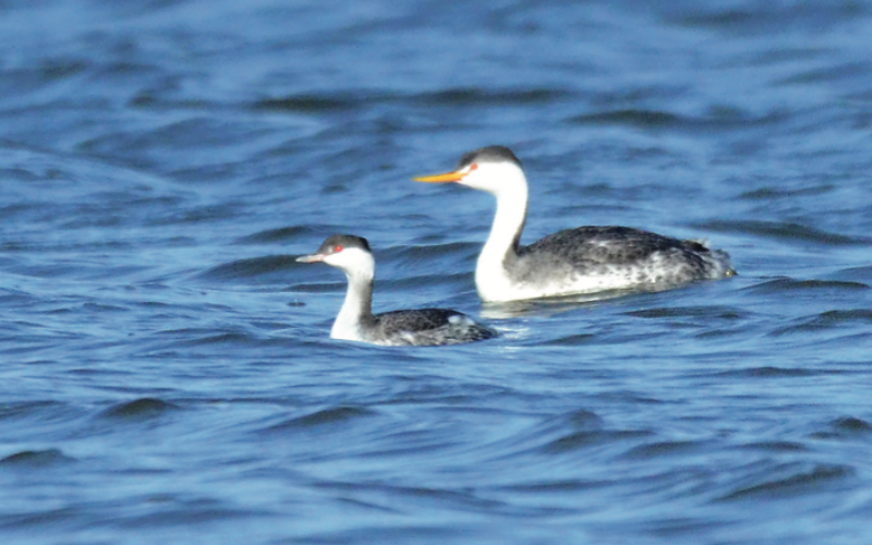 A Clark’s grebe floats along behind a horned grebe (foreground) in winter plumage. Note that the Clark’s grebe is about twice the size of the horned grebe, which measures about 15 inches in length.