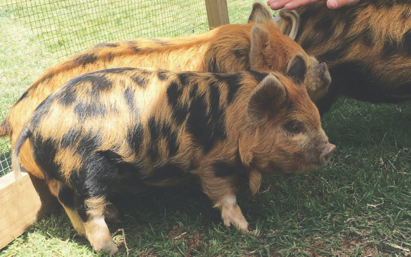 With a trio of Kune Kune piglets named "Patsy Swine," "Hoggy Parton" and "Piggy Lou Harris," Pierce Farms may soon be offering local pasture- raised pork to consumers. Located just north of Cement, Pierce Farms offers fresh pasture-raised eggs for sale at $4 a dozen for on-farm pick up or $4.50 per dozen for local delivery. Orders can be placed online at Pierce-Farms.com.