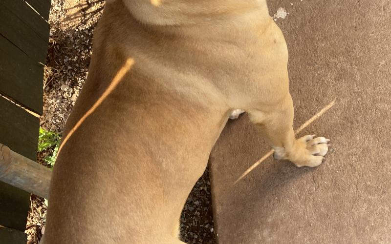 Photo by Lisa Carroll/Animal Welfare Coordinator, City of Elgin Animal Shelter