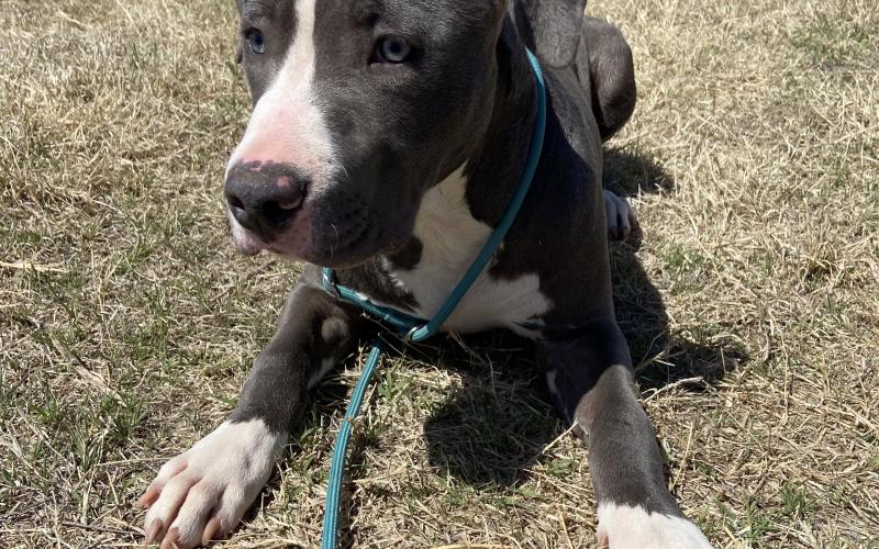 Photo by Lisa Carroll/Animal Welfare Coordinator, City of Elgin Animal Shelter