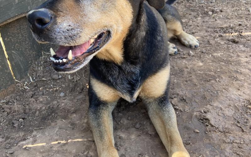 Photo by Lisa Carroll/Animal Welfare Coordinator, City of Elgin Animal Shelter