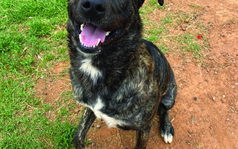 Photo by Lisa Carroll/Animal Welfare Coordinator, City of Elgin Animal Shelter