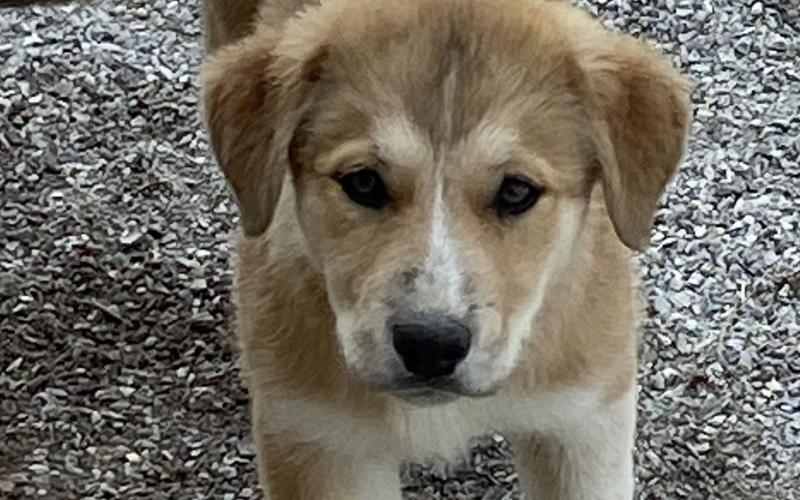 Photo by Lisa Carroll/City of Elgin Animal Shelter