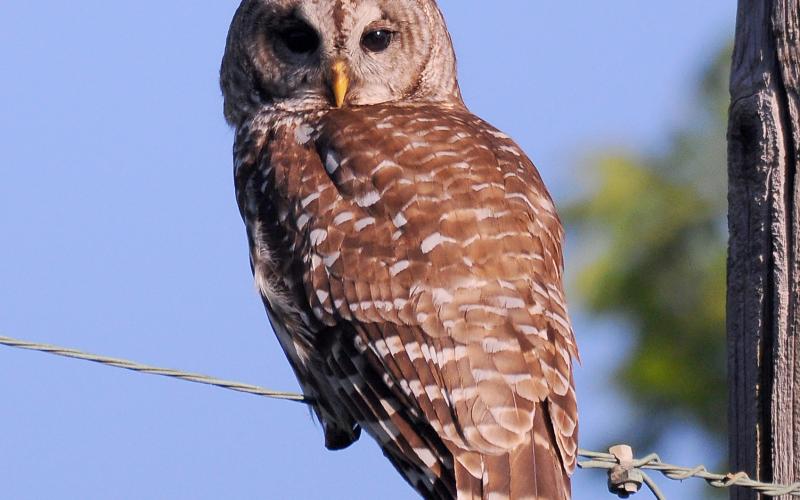 Photo by Randy Mitchell A barred owl perches on an electric line early one morning. As far as I know, this bird hadn’t gotten its share of food overnight, so it stayed out a little later to hunt. Although they are mostly nocturnal, barred owls will sometimes hunt during daylight hours.