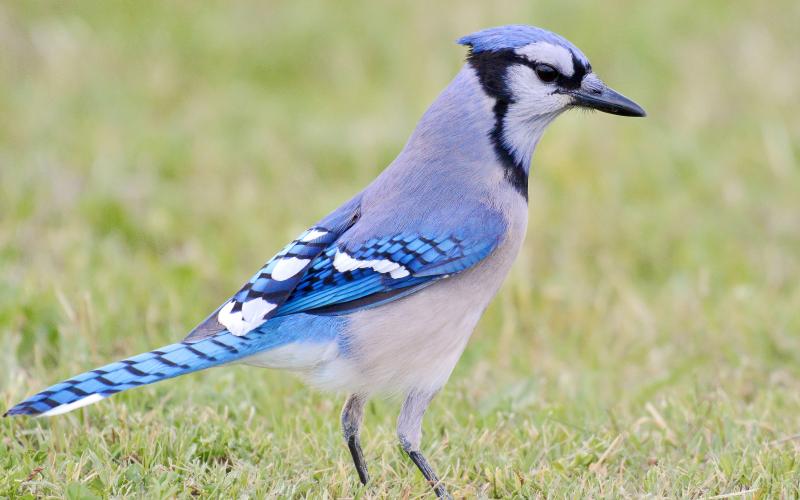 Photo by Randy Mitchell A blue jay searches the grass for food. Note the various shades of blue mixed with white, gray and black.