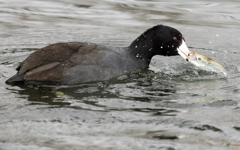 An American coot thrashes a small fish -- a gizzard shad, I believe -- in the water. This bird did this for quite some time. I'm not absolutely positive, but I believe the bird was attempting to tear the fish into smaller pieces for easier consumption. Note the dark gray body and black head and neck.