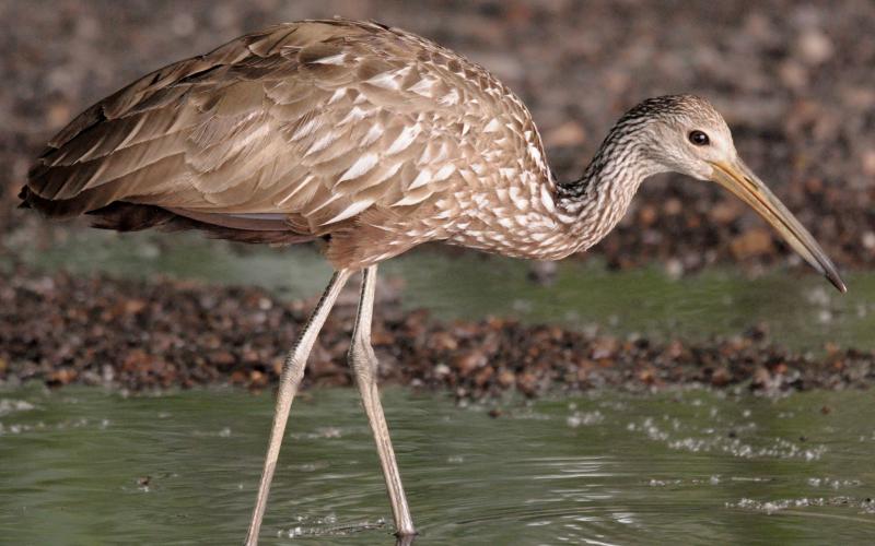 Photo by Randy Mitchell A limpkin walks along in search of food. Note the brown and white coloring and long legs