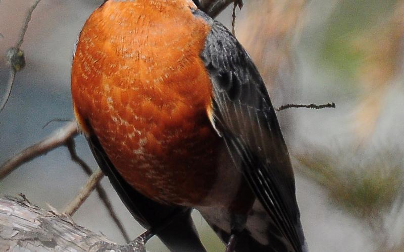 Photo by Randy Mitchell. A male American robin perches on a tree branch. Note the dark head and white crescents above and below the eye. The adult female is similar, but has a paler gray head, paler breast and less streaking on the throat.