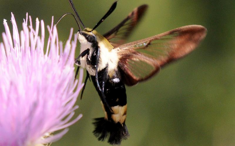 Photo by Randy Mitchell A snowberry clearwing moth drinks nectar from a thistle flower. Note the black stripe on its furry thorax which runs through the eye.